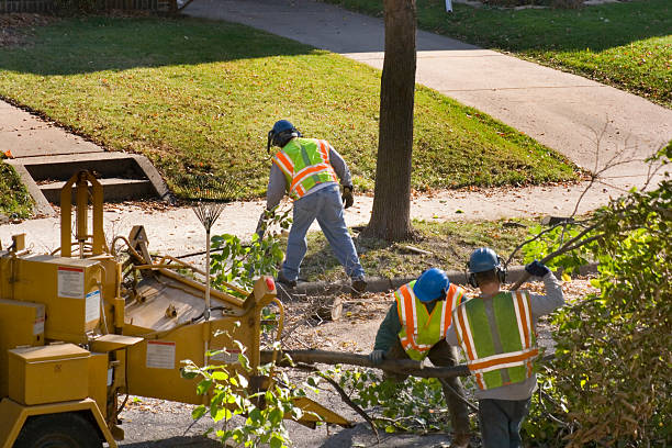 How Our Tree Care Process Works  in  Cochituate, MA